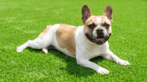 Pet Friendly Turf