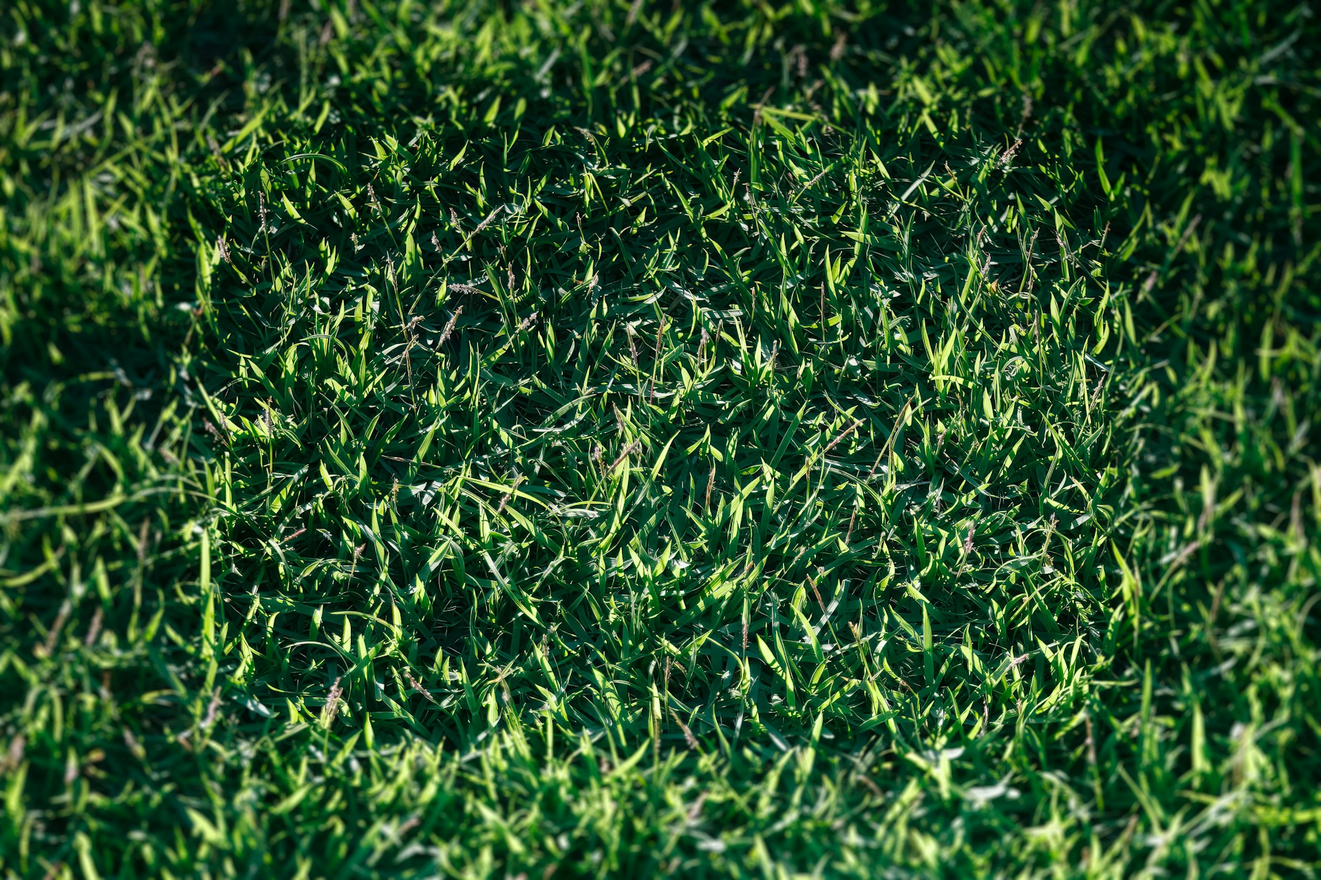 Green turf